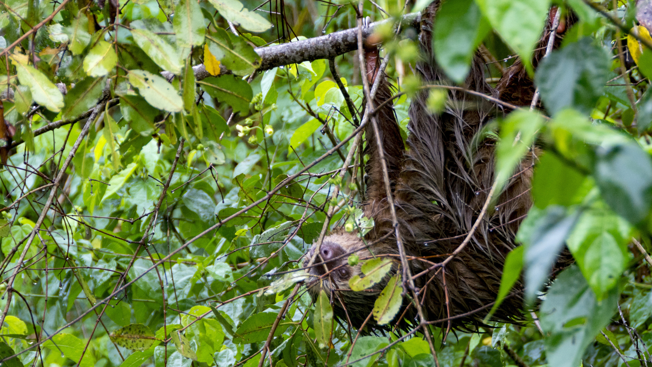 20171230 020   Tortuguero National Park, Puerto Limon, Limon, Costa Rica